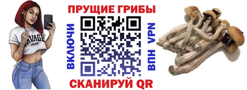 Псилоцибиновые грибы GOLDEN TEACHER это клад Батайск